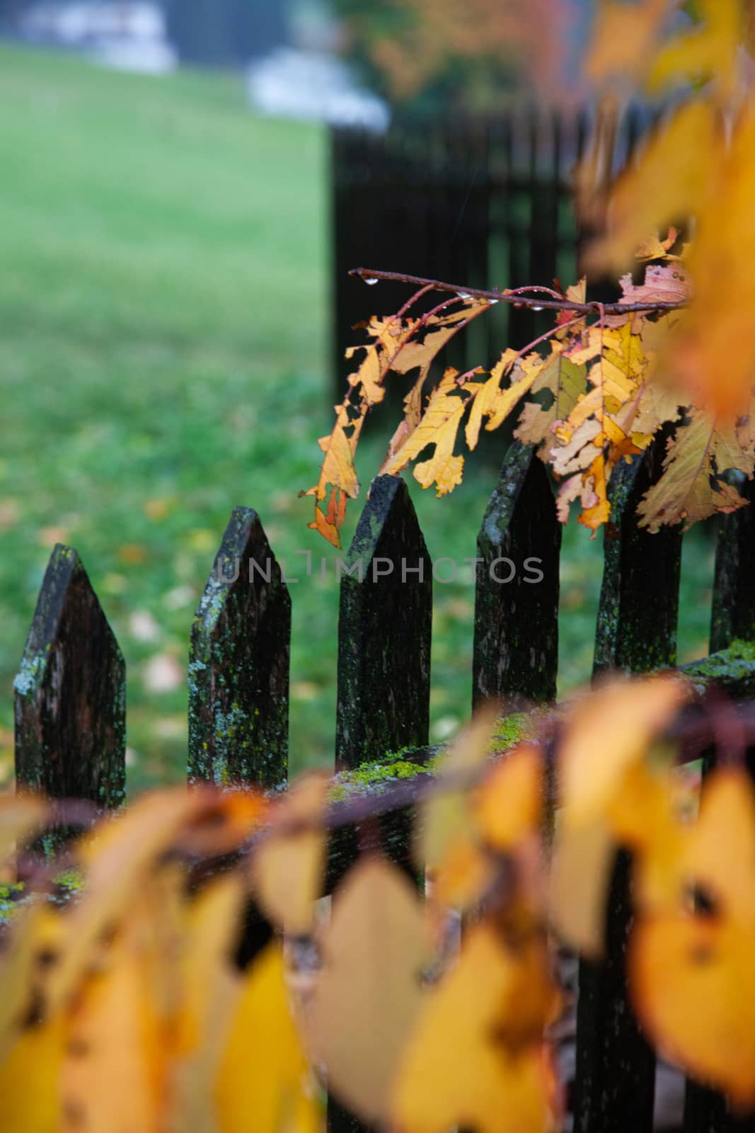 yellow autumn foliage on fence