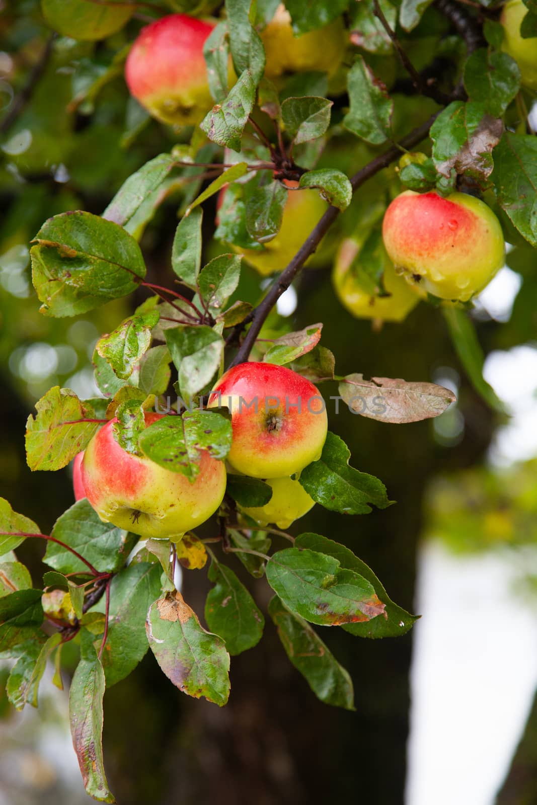 red apples on tree by melis