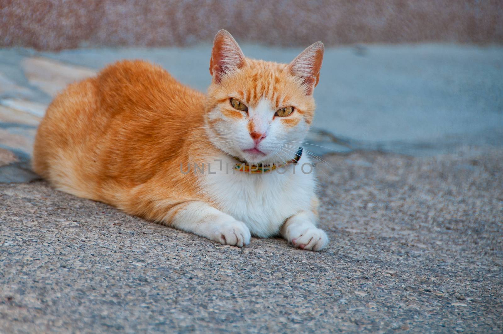 Orange, yellow colored fur cat looking straight at viewer