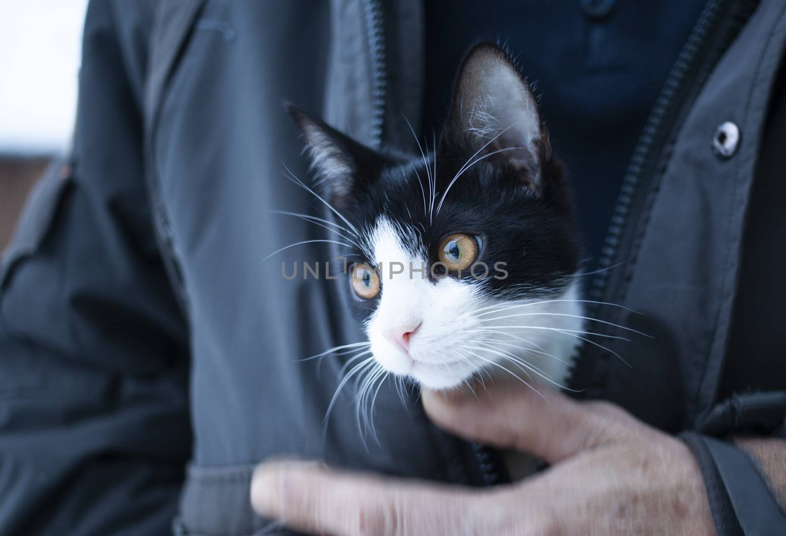 man holding cute little cat under winter coat