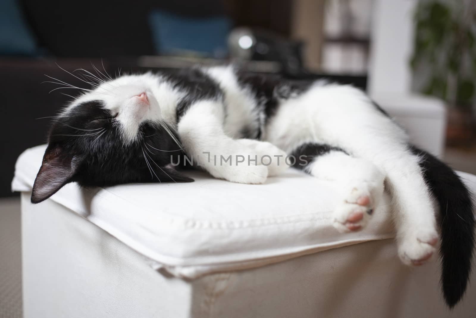 happy kitten sleeping on chair by melis