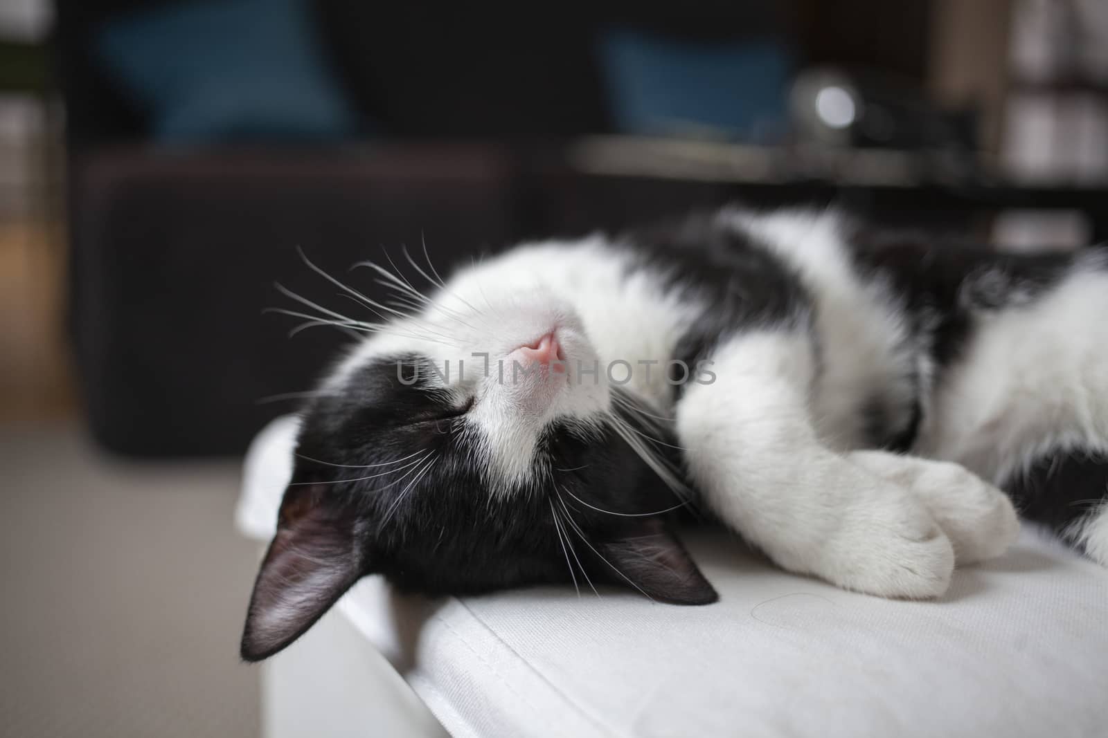 happy kitten sleeping on chair