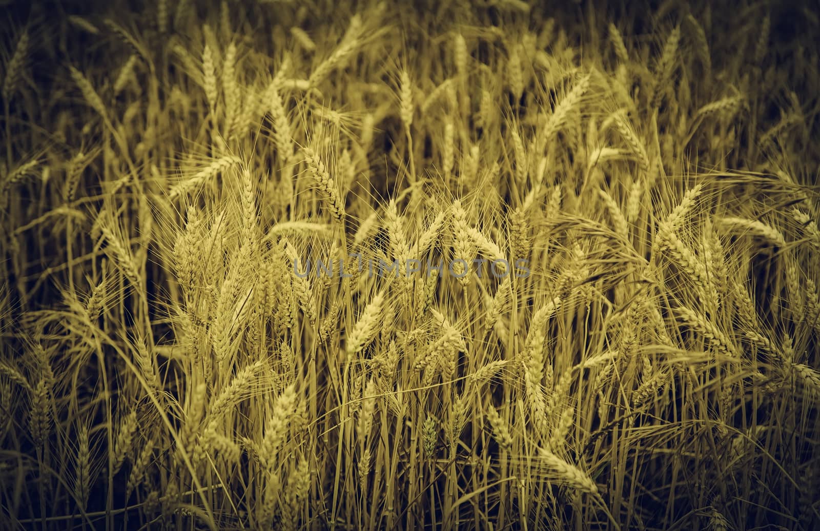 Wheat field, detail of a plantation of cereals