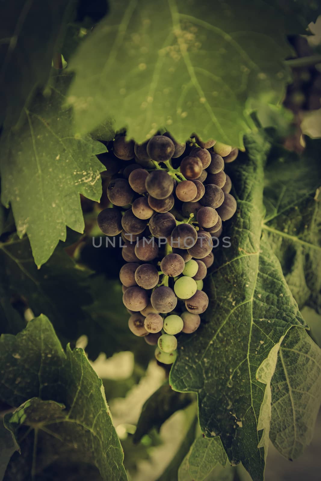 Bunch of grapes in a vineyard by esebene