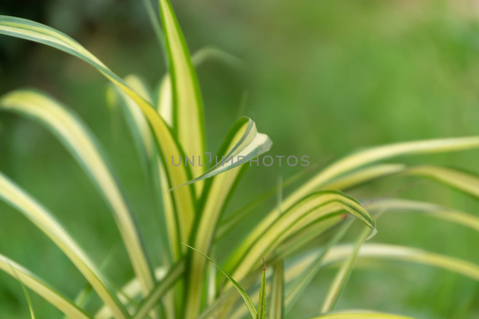 Close up leaves by Banglade