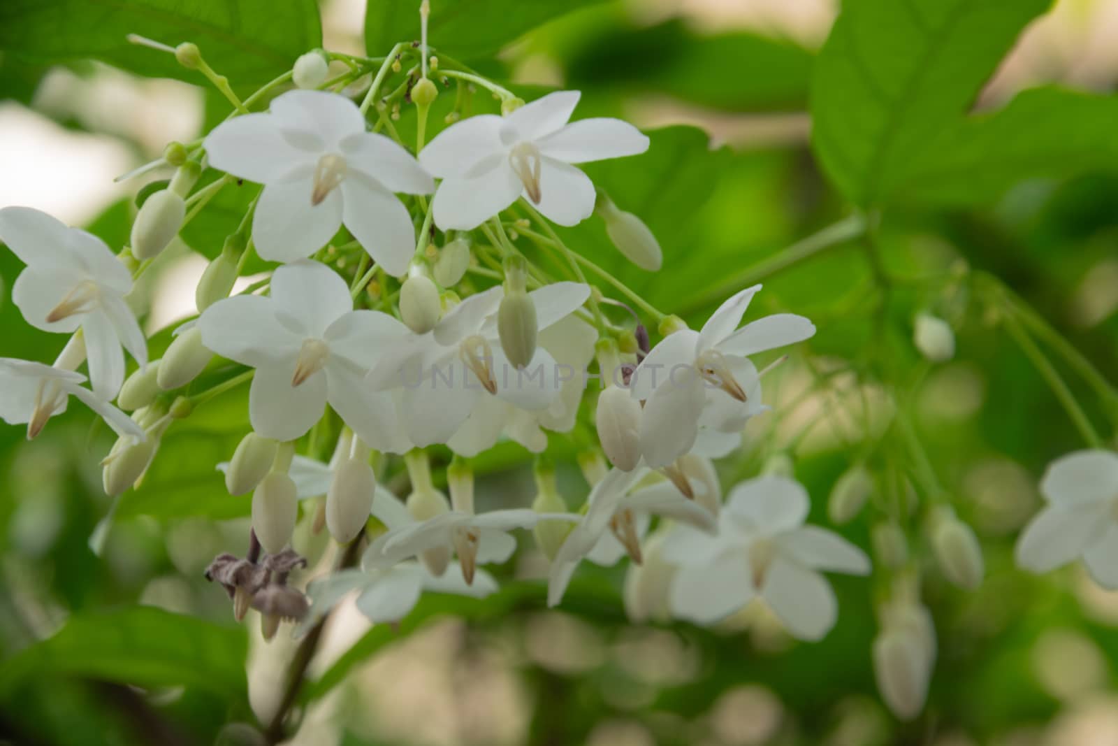White flowers in the garden on the morning by Banglade