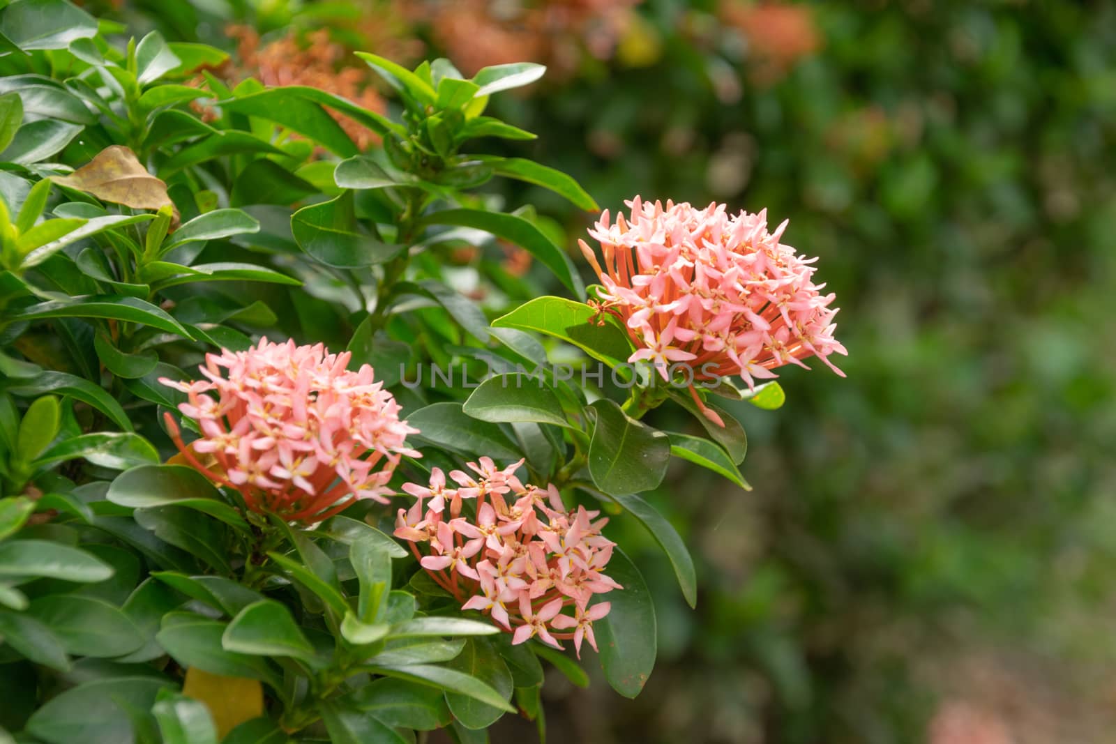 Ixora flowers in the garden by Banglade