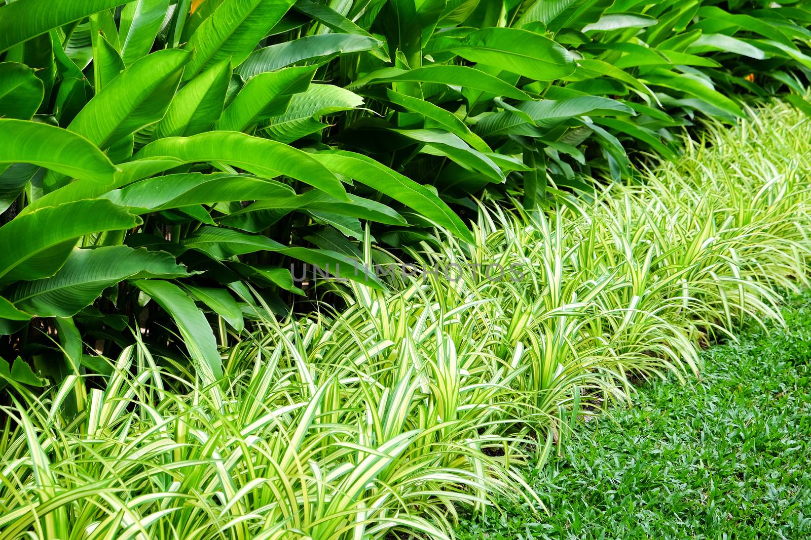 Green Hedge Garden