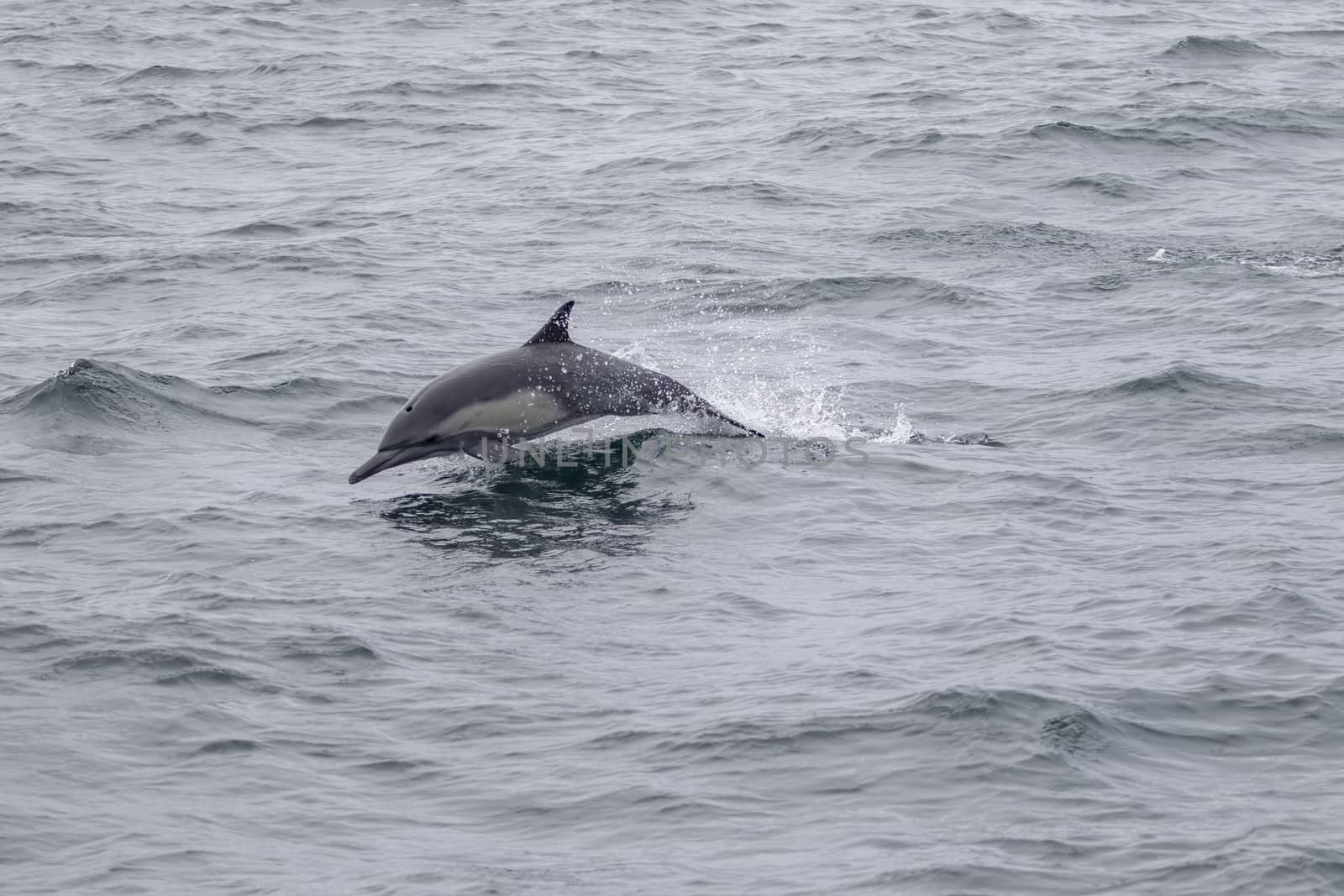 long-beaked common dolphin (Delphinus capensis) by Alvin1598