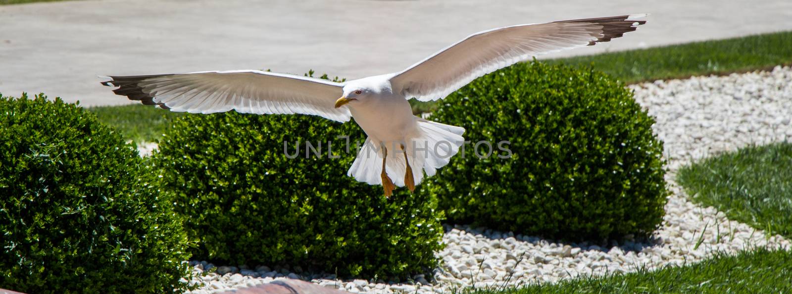 Seagull flying over the trees in a garden by berkay
