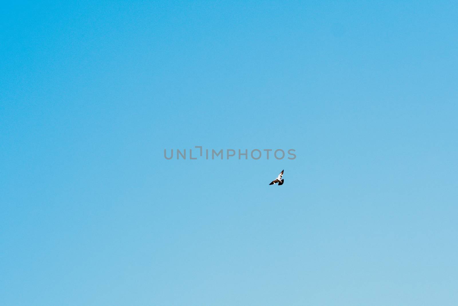 Birds flying against blue sky. Beautiful countryside rural summer landscape in Bharatpur Bird Sanctuary, Rajasthan.