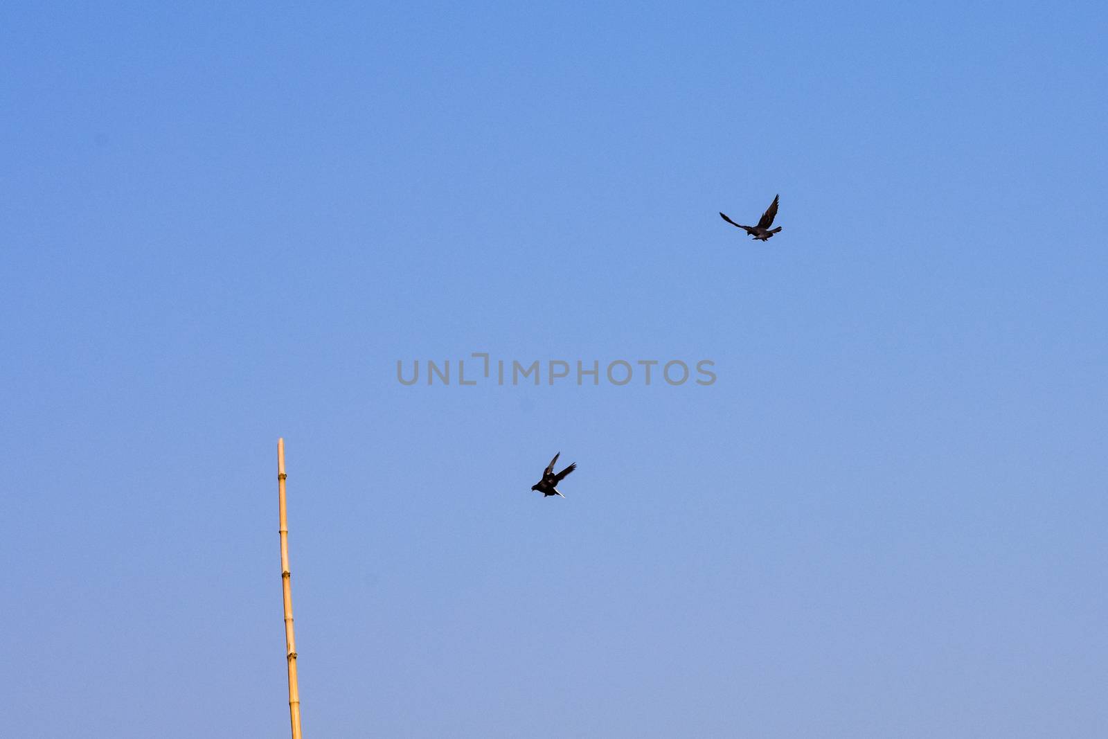 Two migrating Birds flying against blue sky. Beautiful countryside rural summer landscape in Chilka Lake Bird Sanctuary, Odisha India.