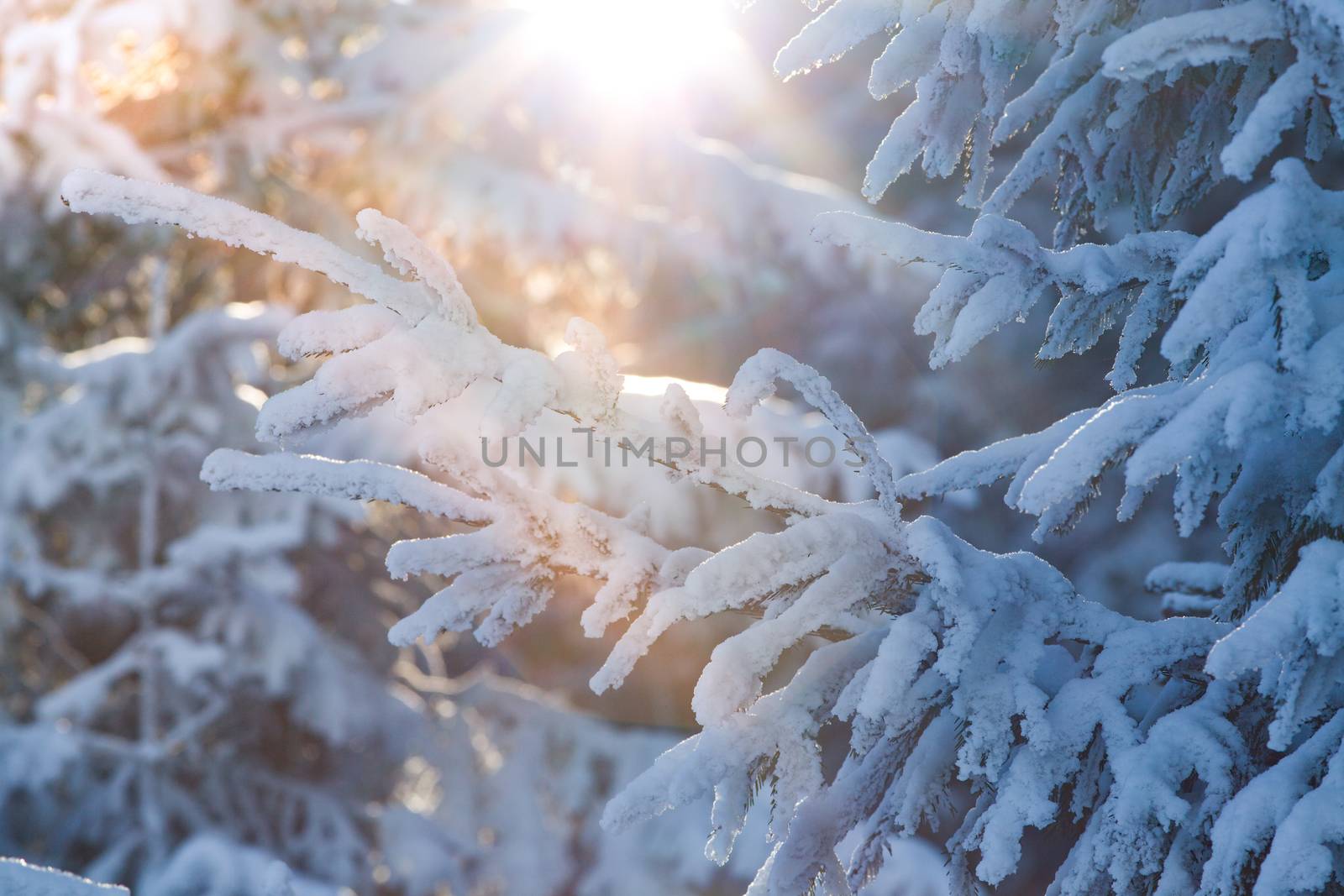 snowy fir trees