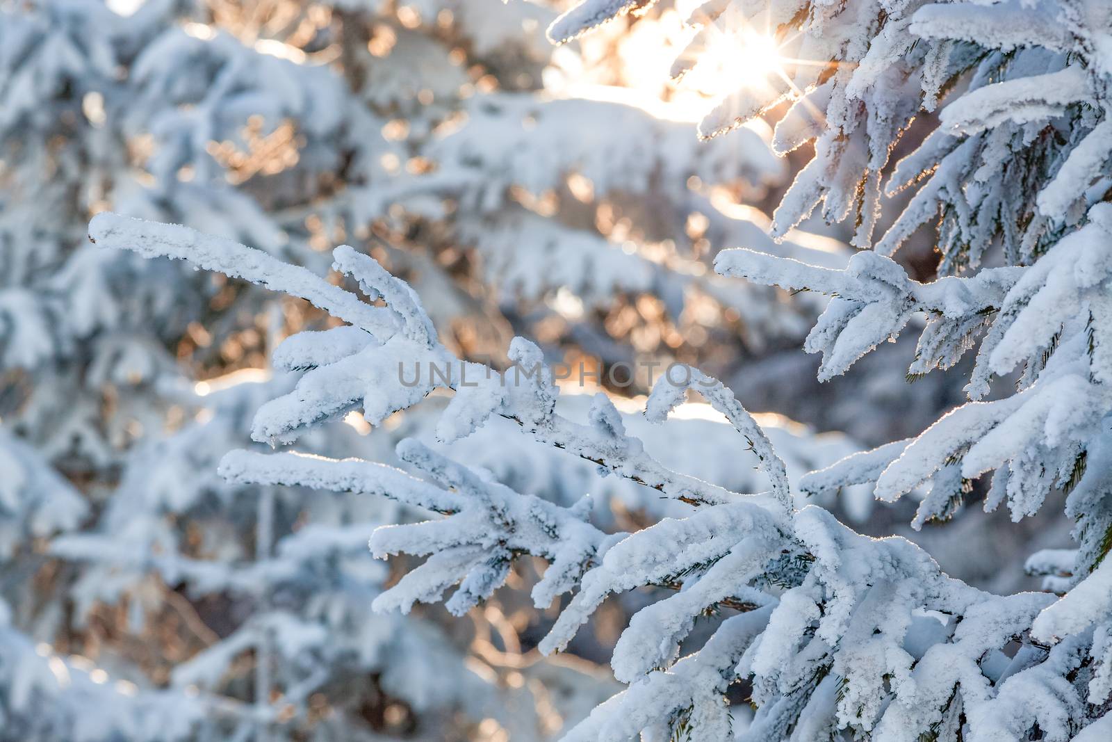 snowy fir trees