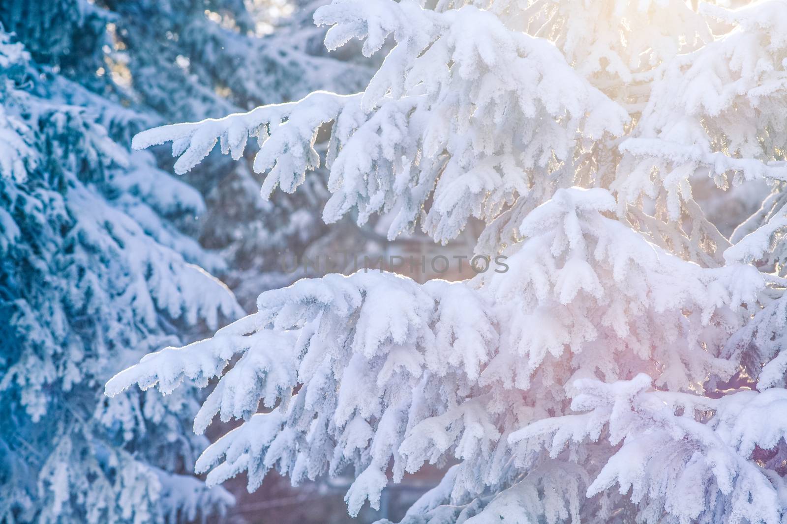 snowy fir trees