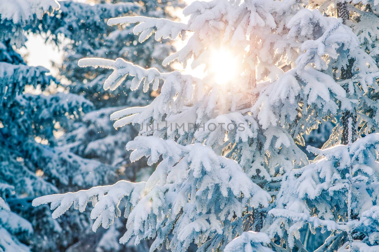 snowy fir trees