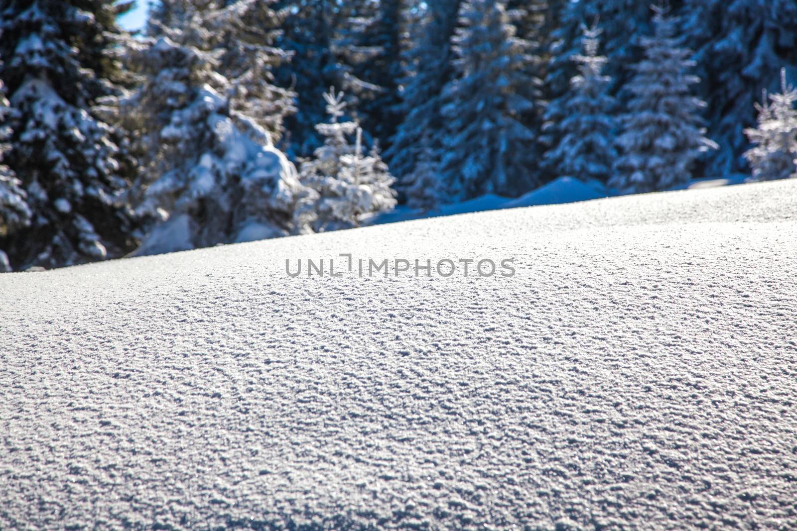 snowy fir trees