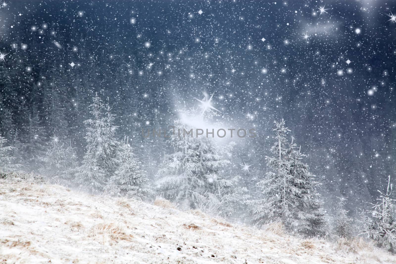 winter landscape with snowy fir trees in the mountains by melis