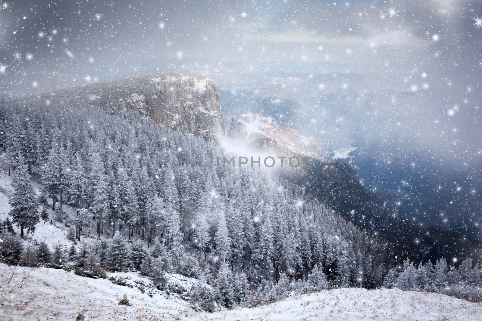 winter landscape with snowy fir trees in the mountains