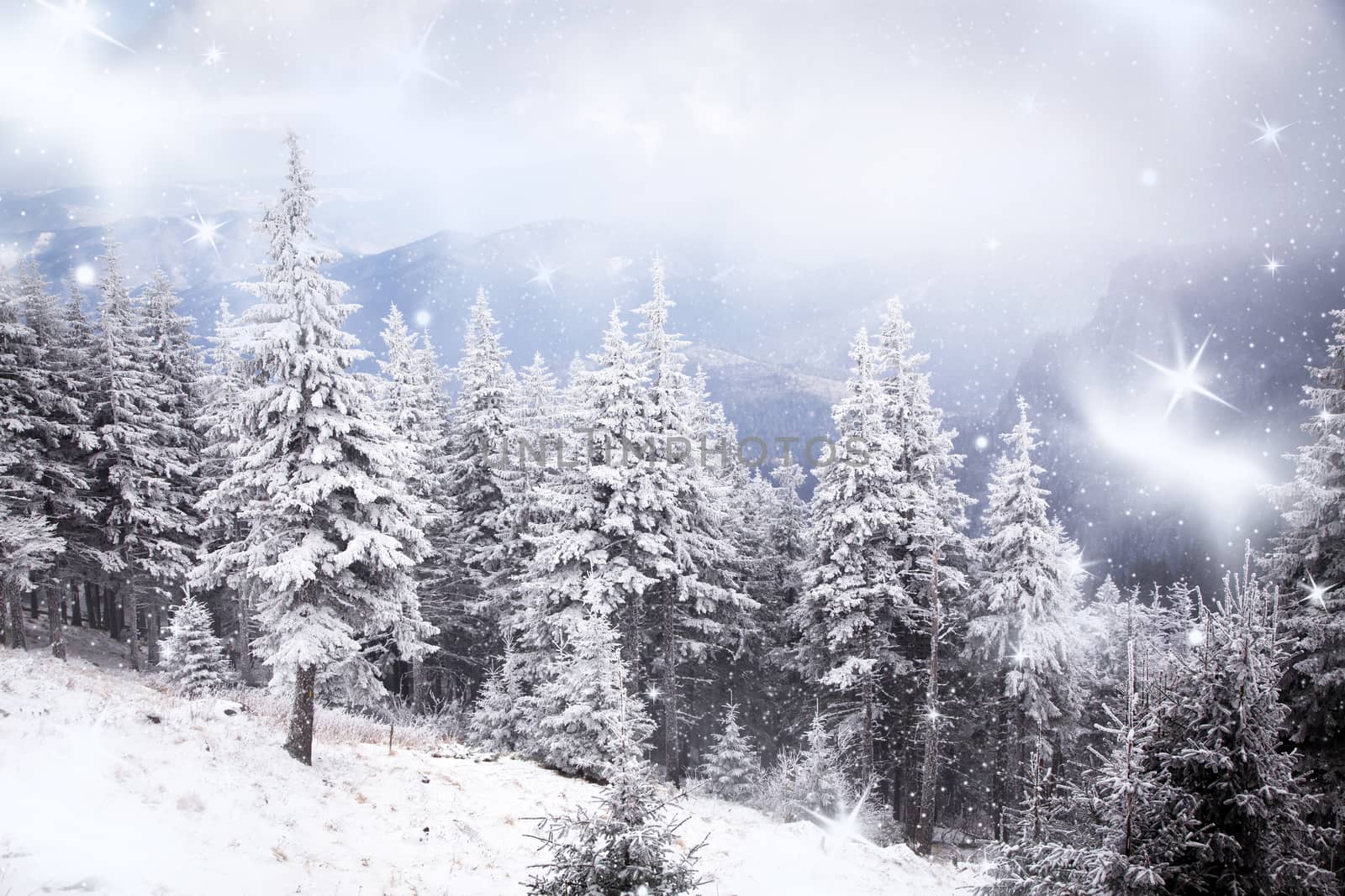 winter landscape with snowy fir trees in the mountains