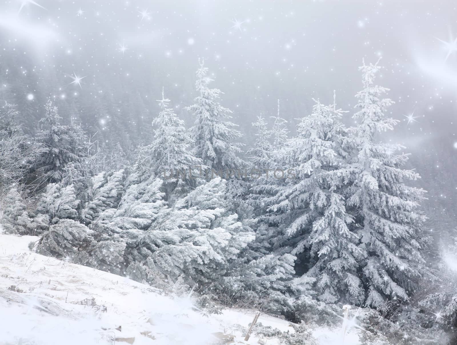 winter landscape with snowy fir trees in the mountains