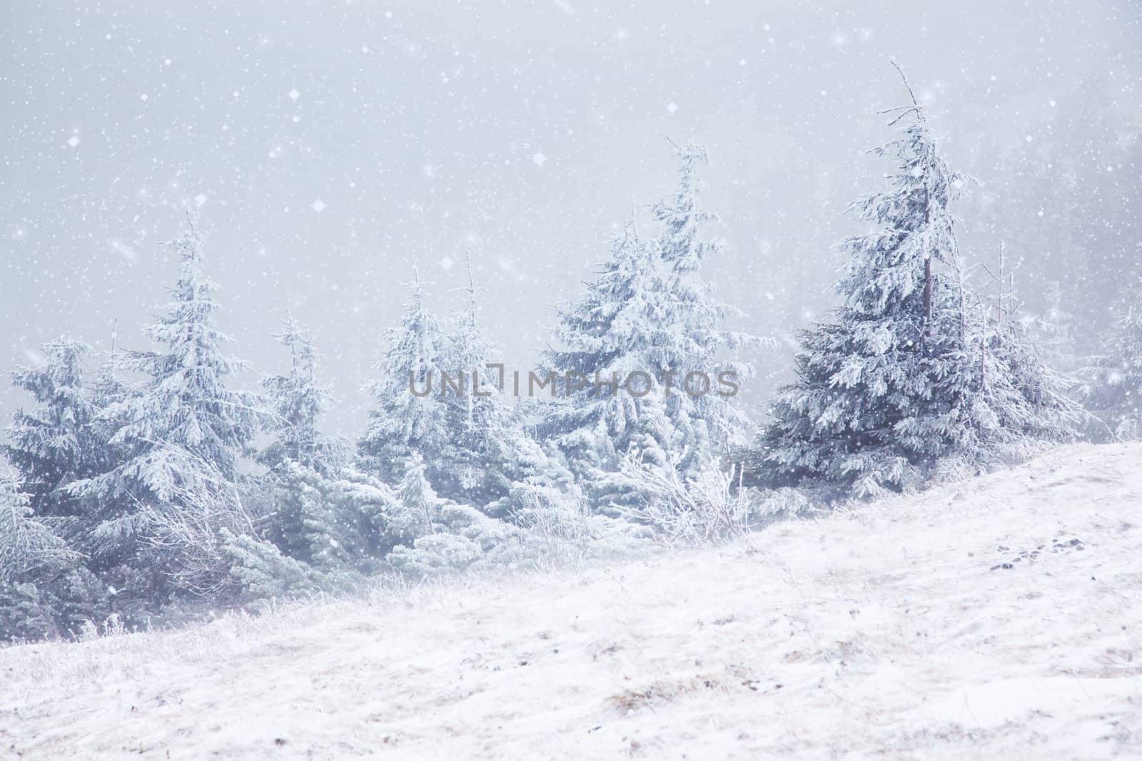 winter landscape with snowy fir trees in the mountains