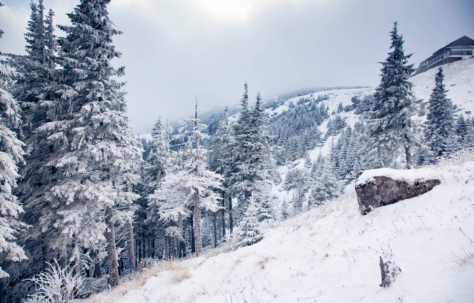 winter landscape with snowy fir trees in the mountains