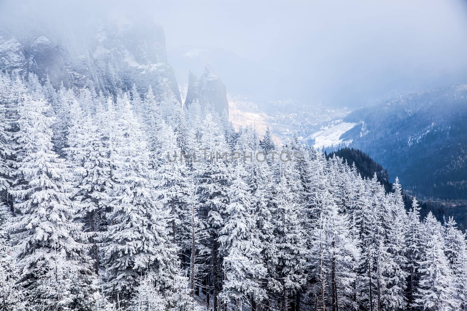 winter landscape with snowy fir trees in the mountains by melis