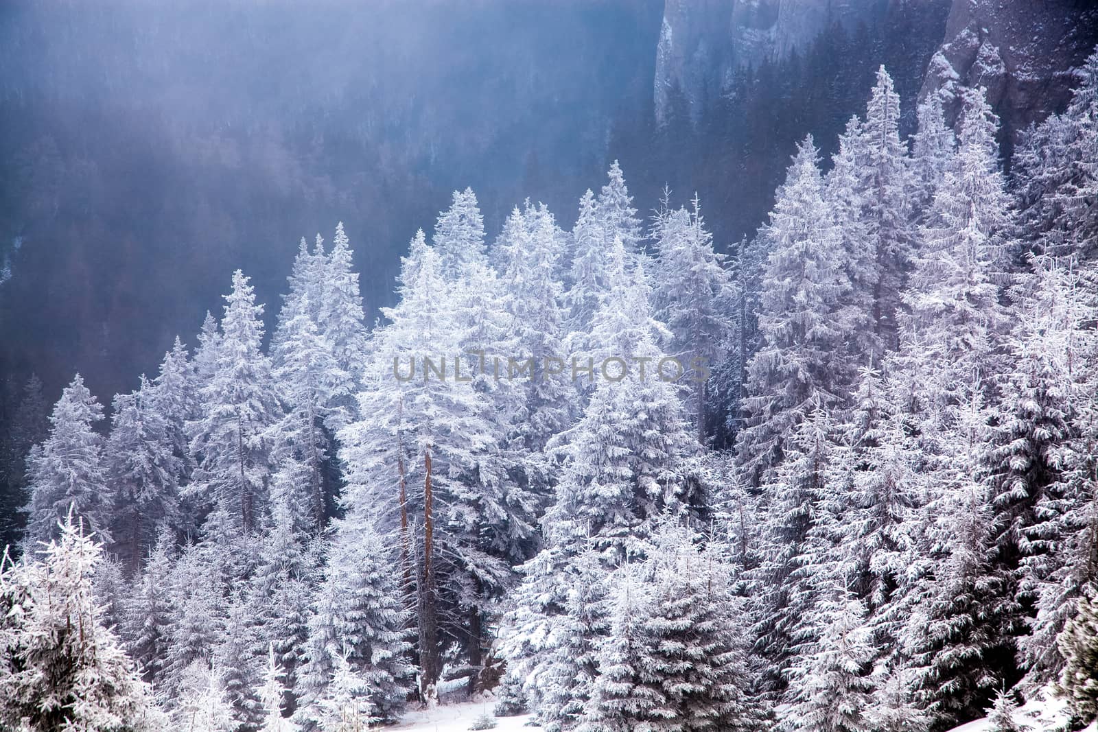 winter landscape with snowy fir trees in the mountains