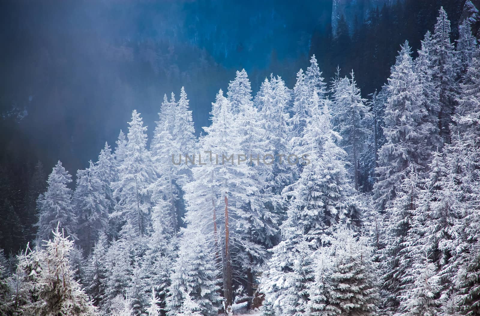 winter landscape with snowy fir trees in the mountains