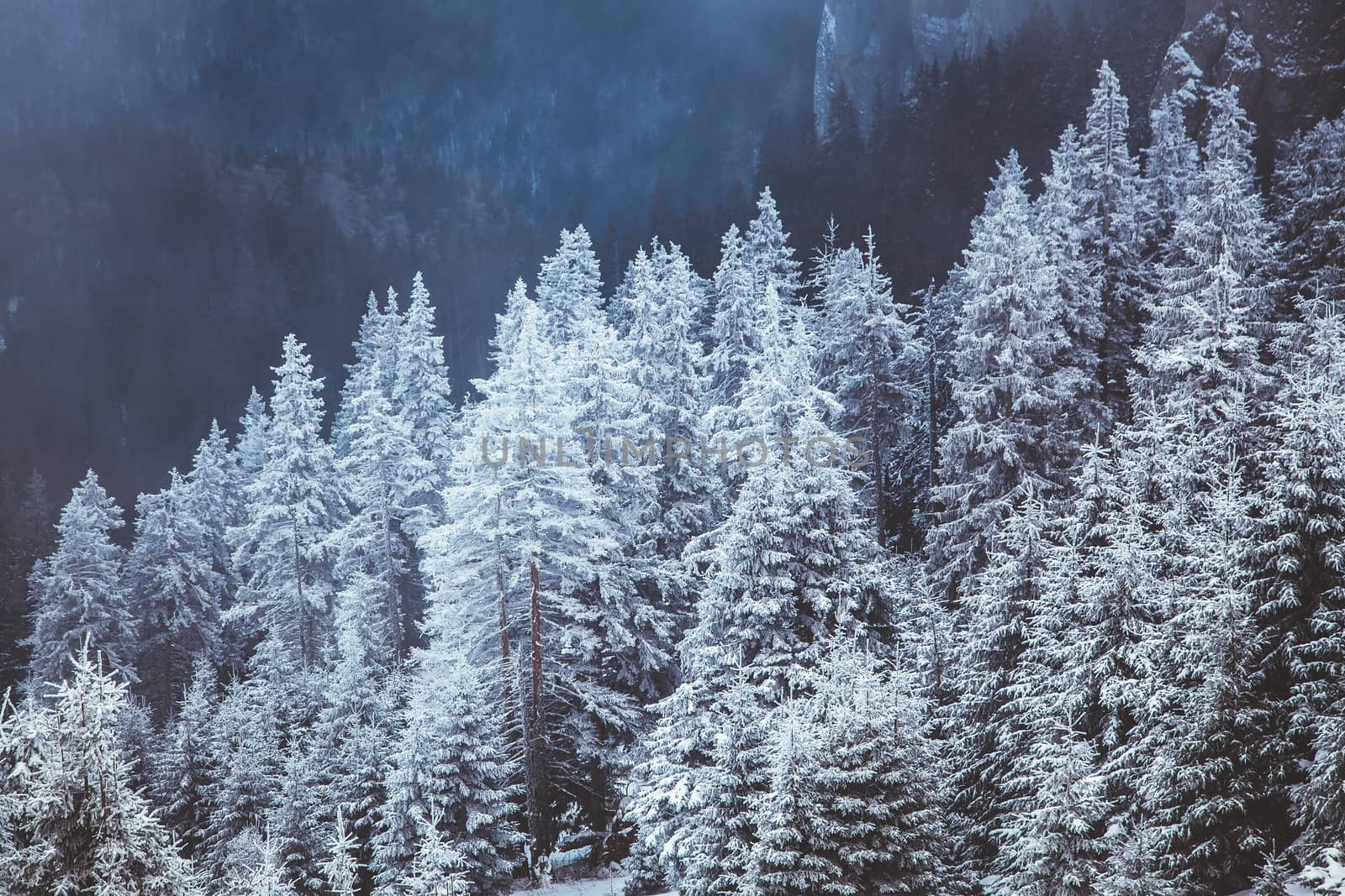 winter landscape with snowy fir trees in the mountains