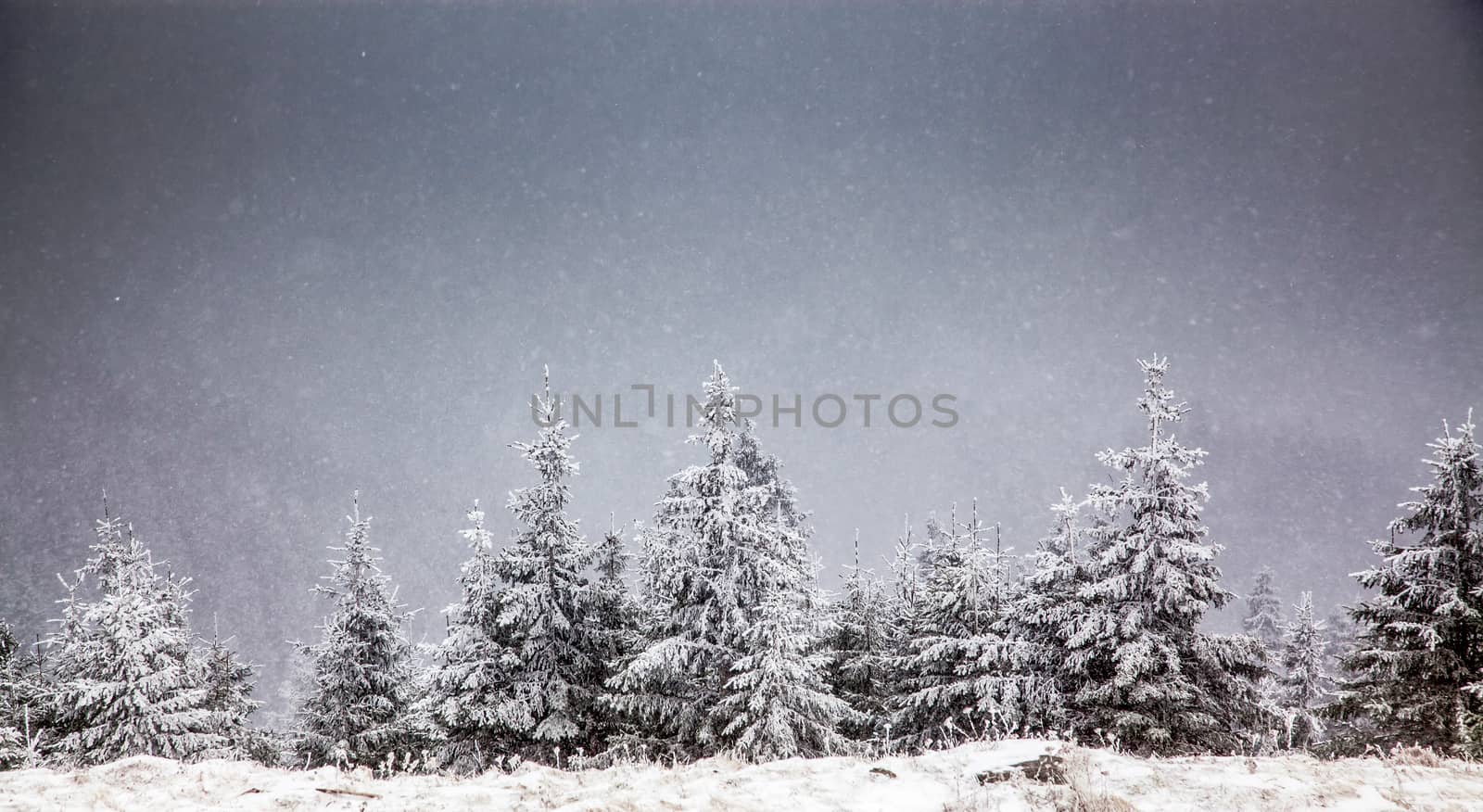 winter landscape with snowy fir trees in the mountains