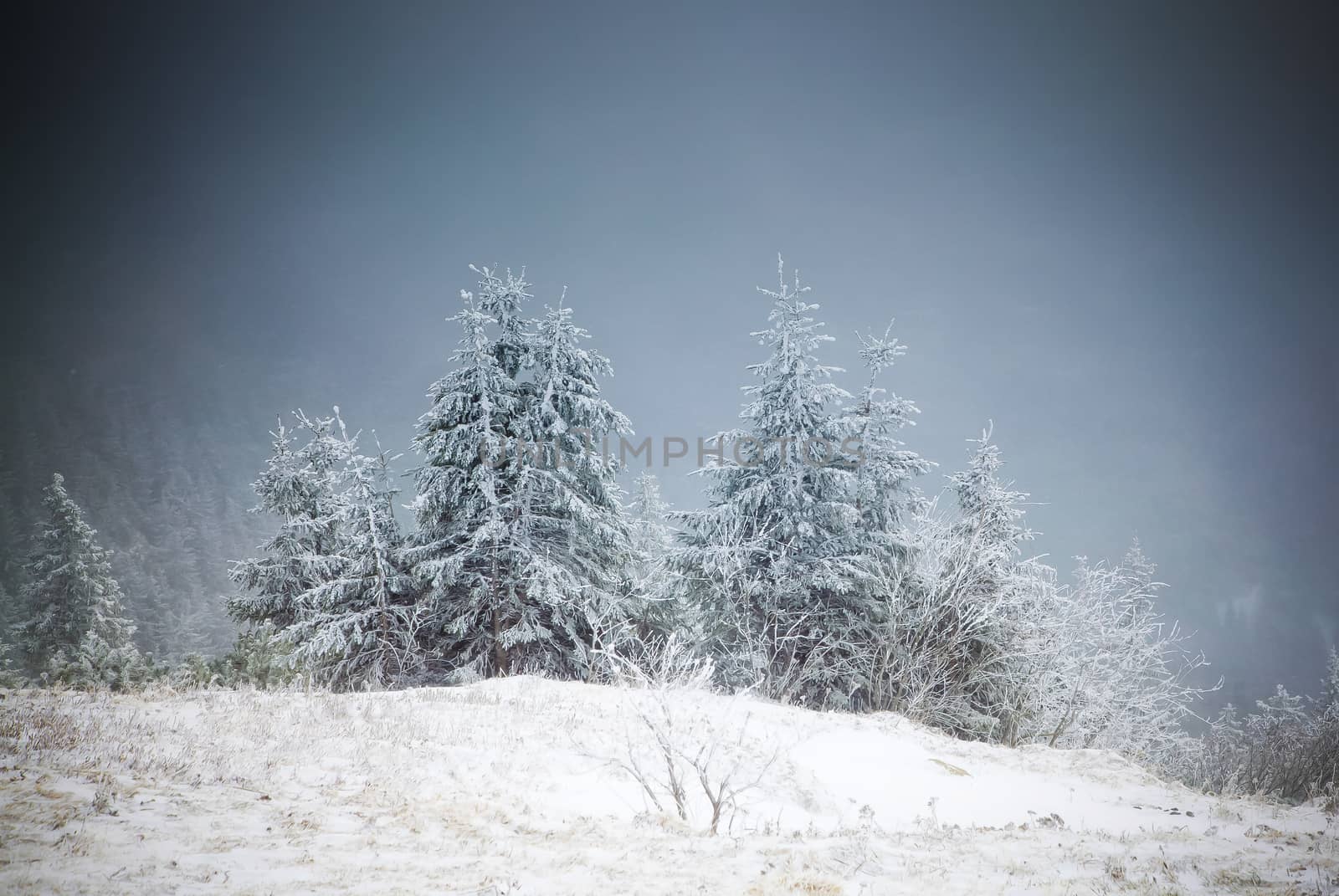 winter landscape with snowy fir trees in the mountains