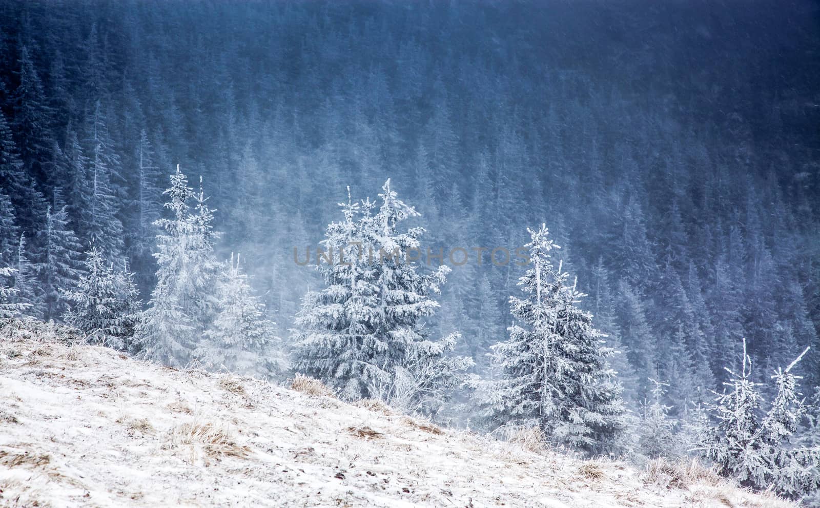 winter landscape with snowy fir trees in the mountains