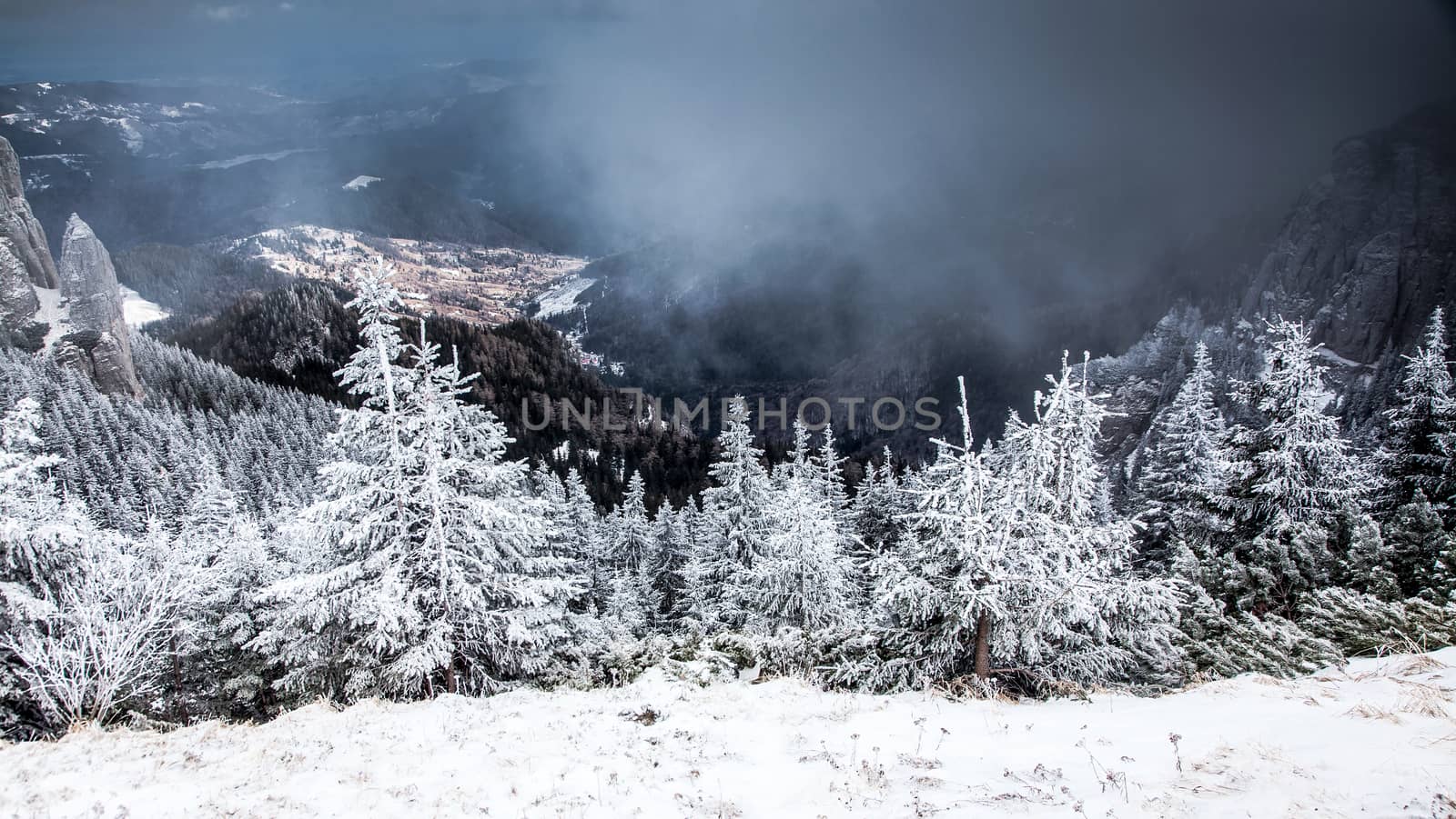 winter landscape with snowy fir trees in the mountains