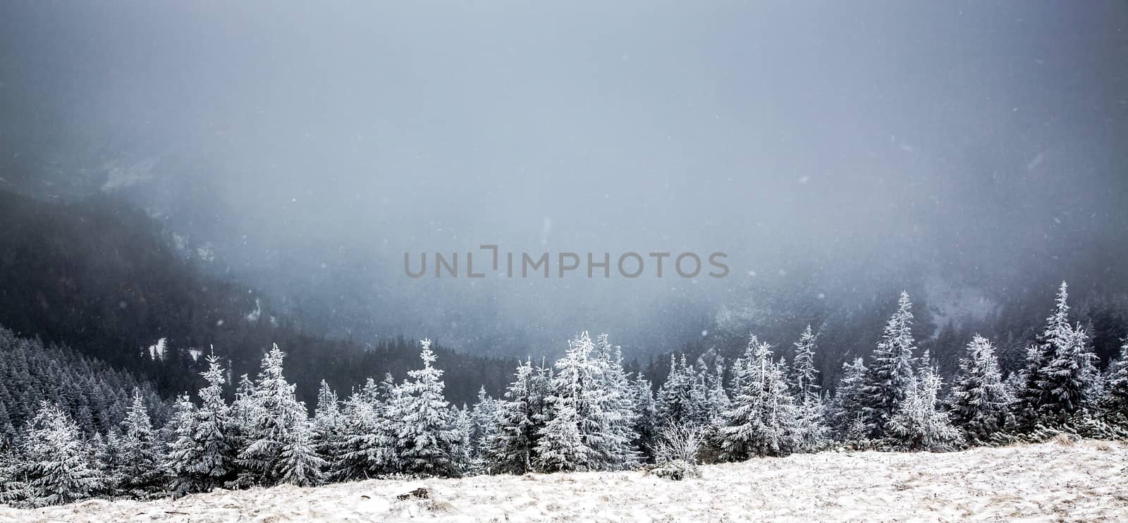 winter landscape with snowy fir trees in the mountains