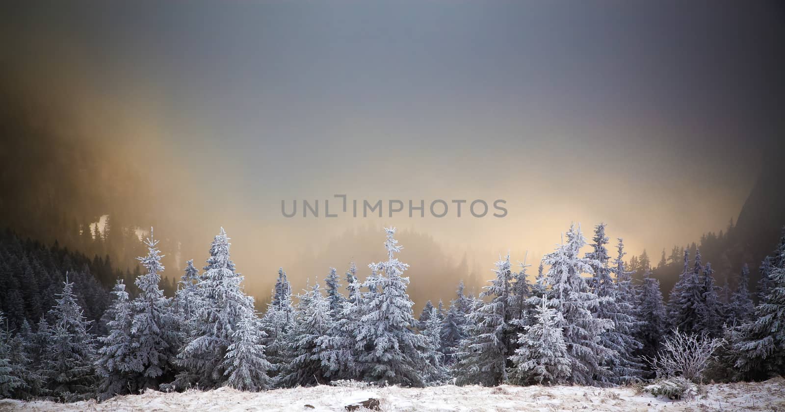 winter landscape with snowy fir trees in the mountains