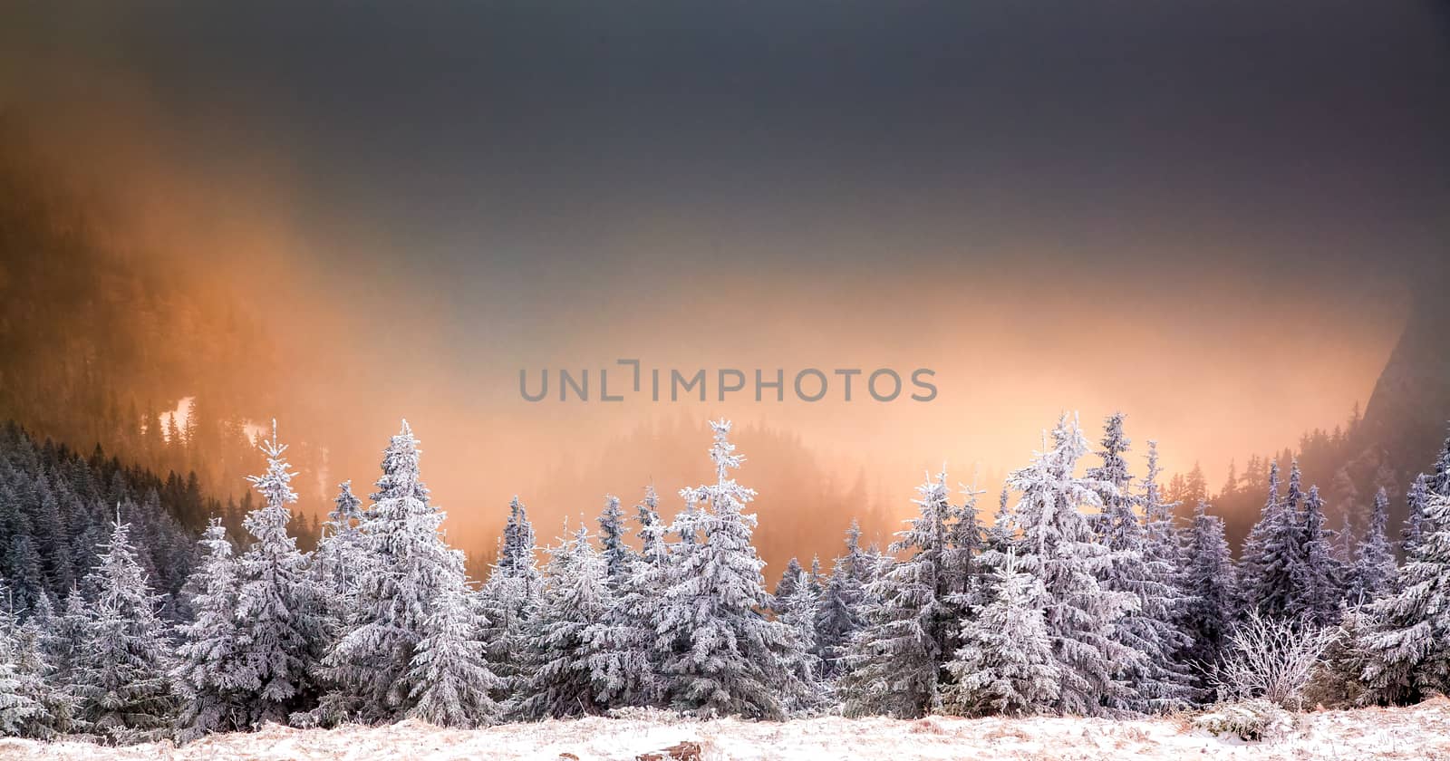 winter landscape with snowy fir trees in the mountains by melis