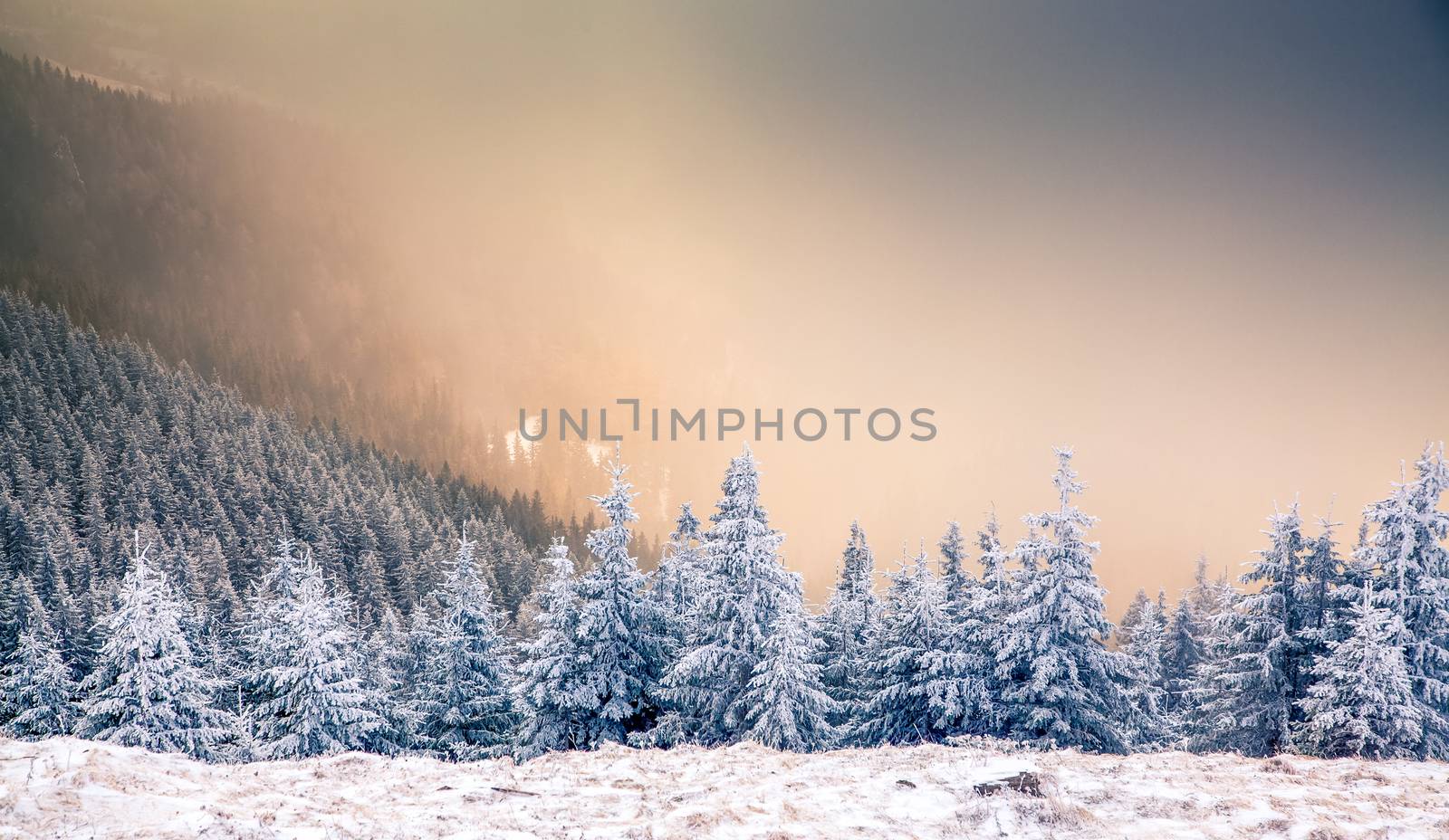 winter landscape with snowy fir trees in the mountains