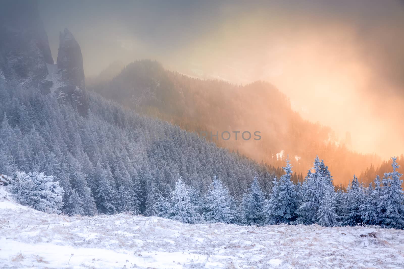 winter landscape with snowy fir trees in the mountains by melis