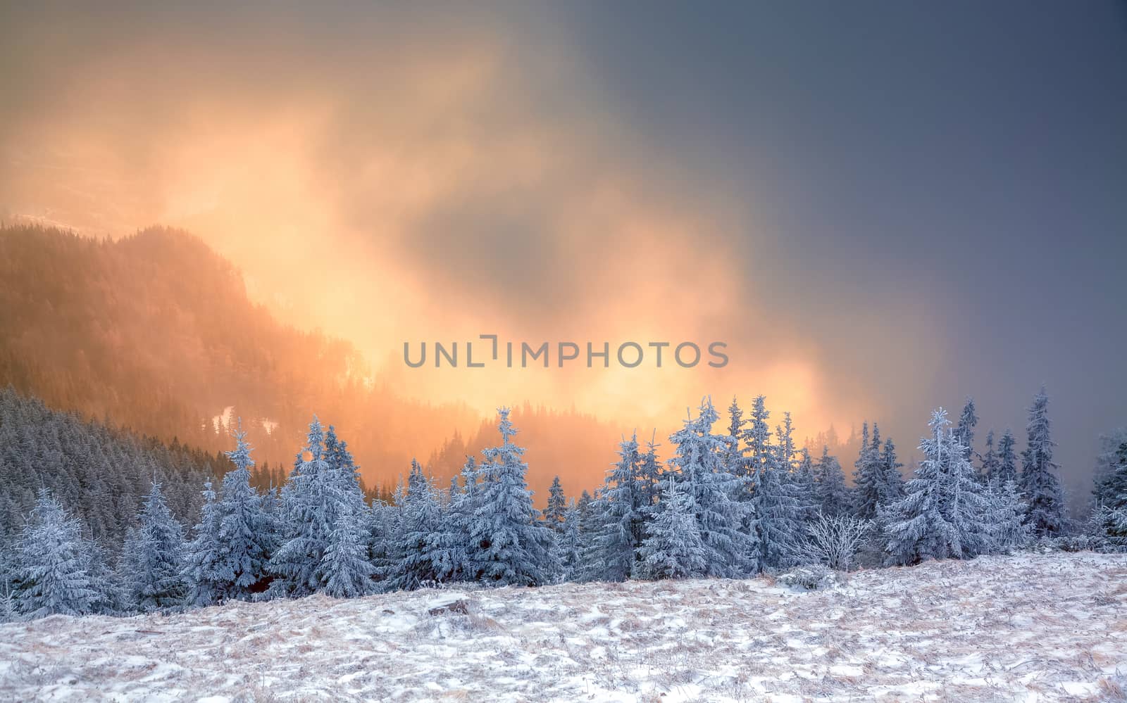 winter landscape with snowy fir trees in the mountains by melis