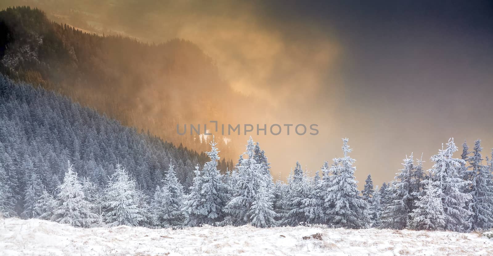 winter landscape with snowy fir trees in the mountains