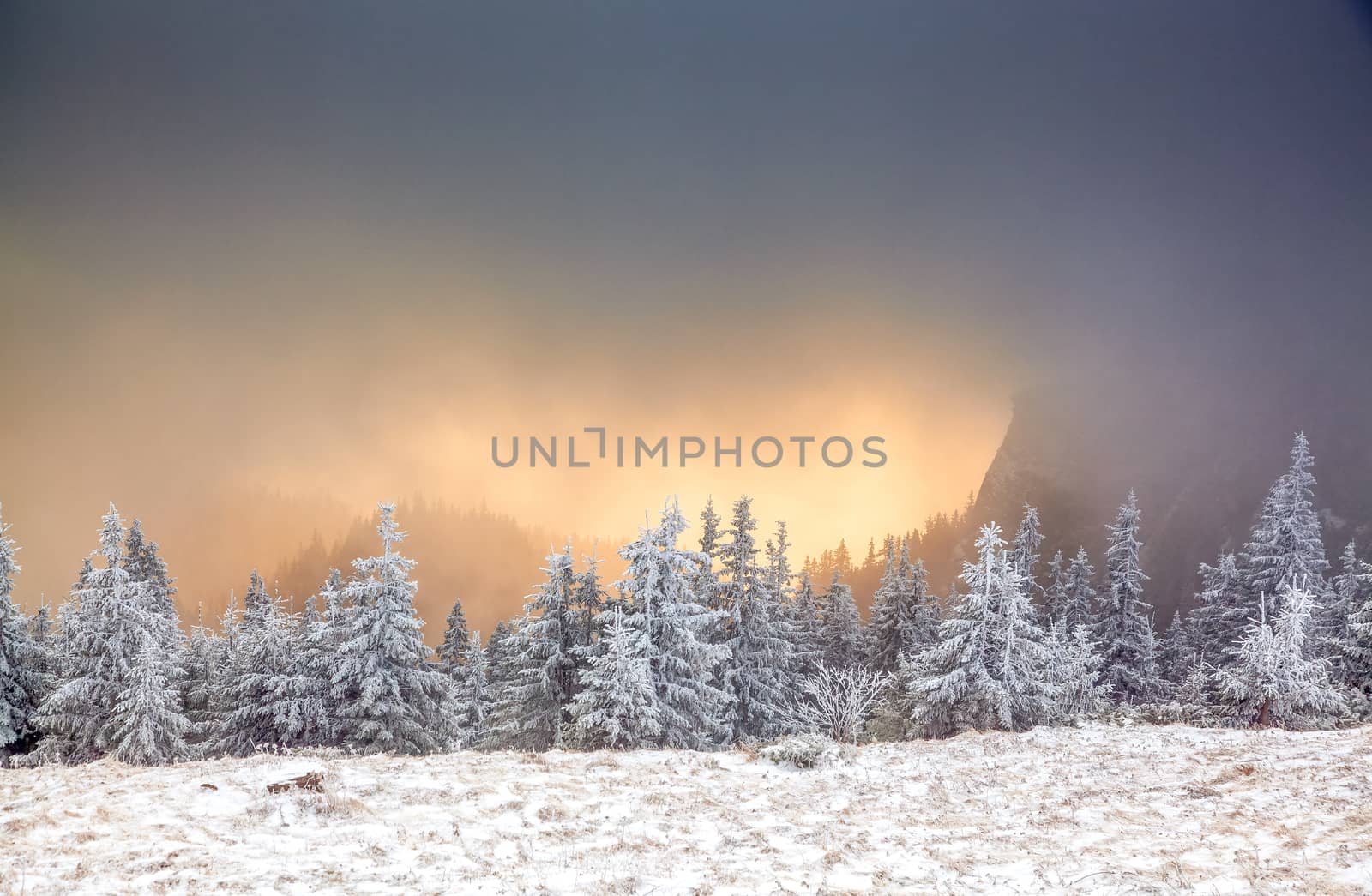 winter landscape with snowy fir trees in the mountains