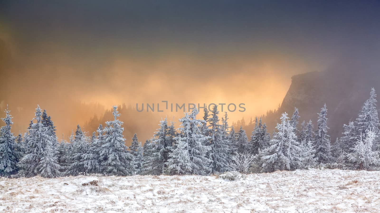 winter landscape with snowy fir trees in the mountains