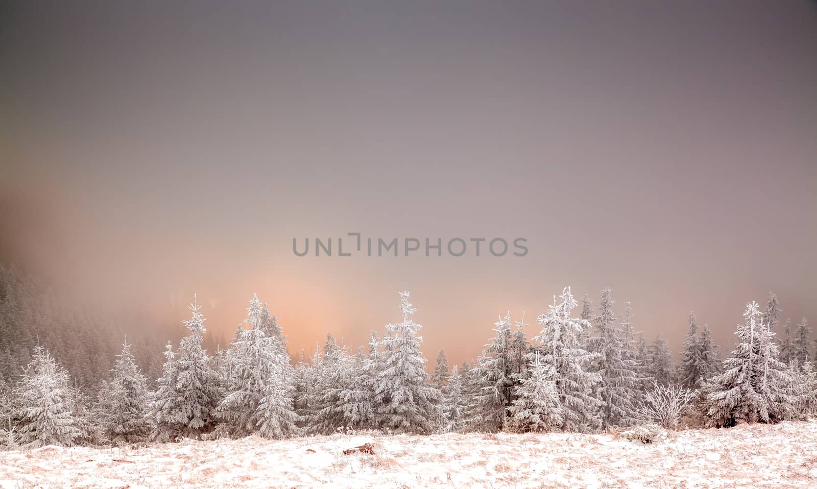 winter landscape with snowy fir trees in the mountains
