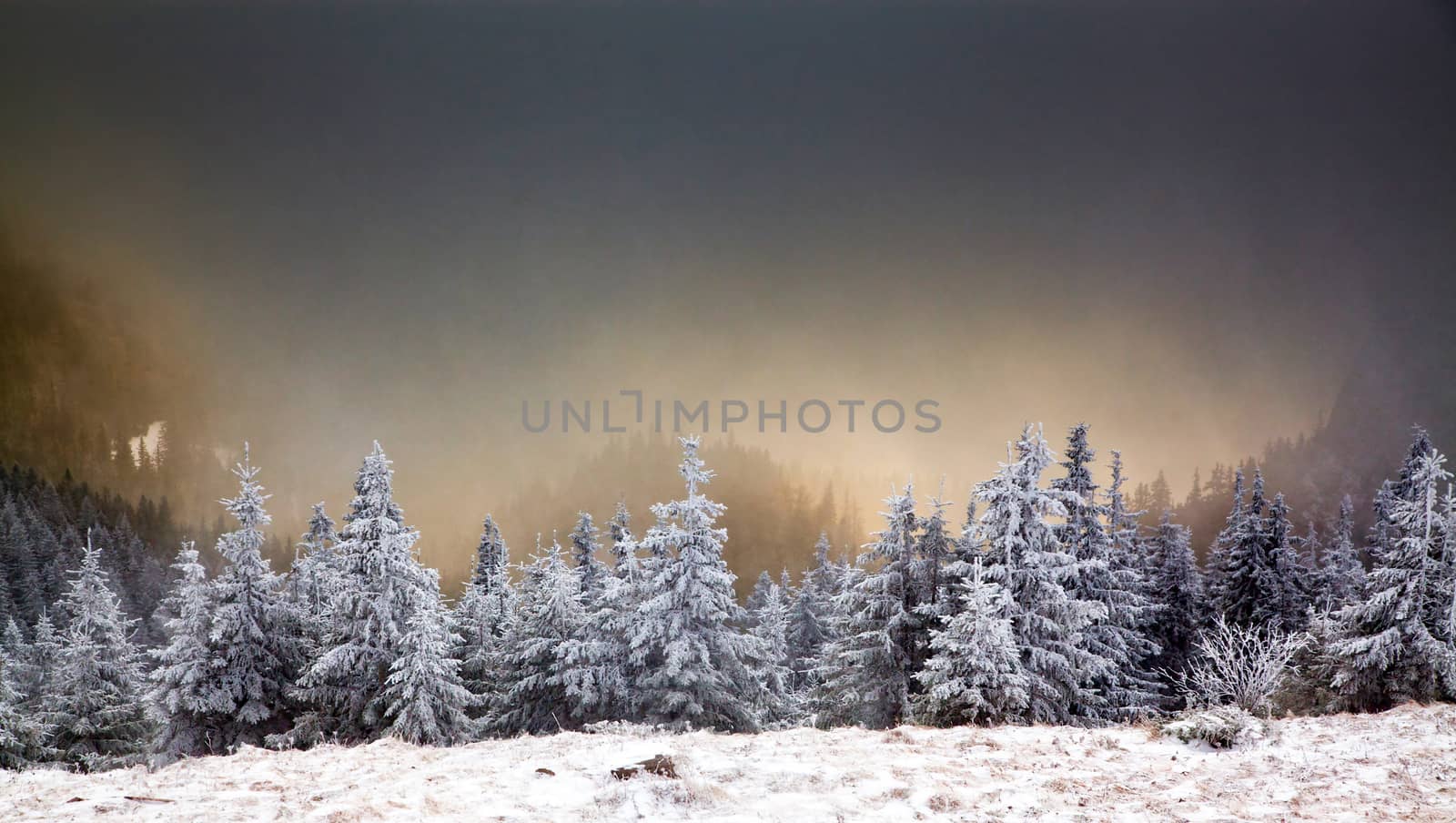 winter landscape with snowy fir trees in the mountains