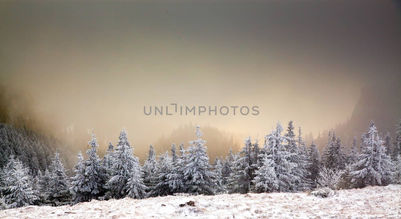 winter landscape with snowy fir trees in the mountains