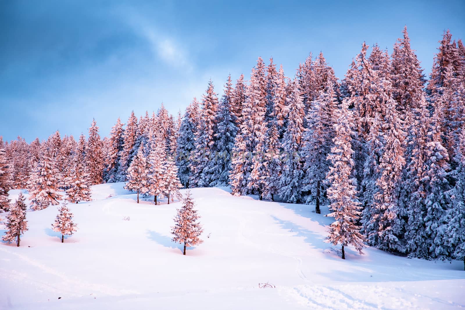 pink winter sunrise of snow covered firs - beautiful moutain landscape - Christmas backgrund