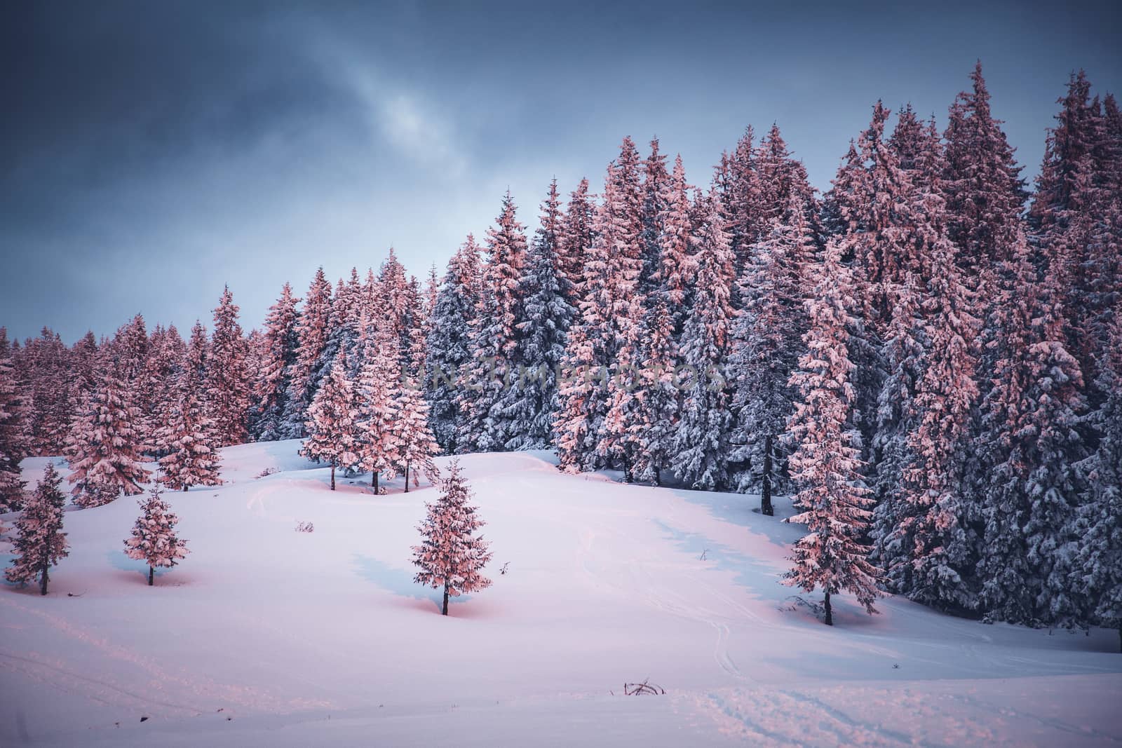 pink winter sunrise of snow covered firs - beautiful moutain lan by melis