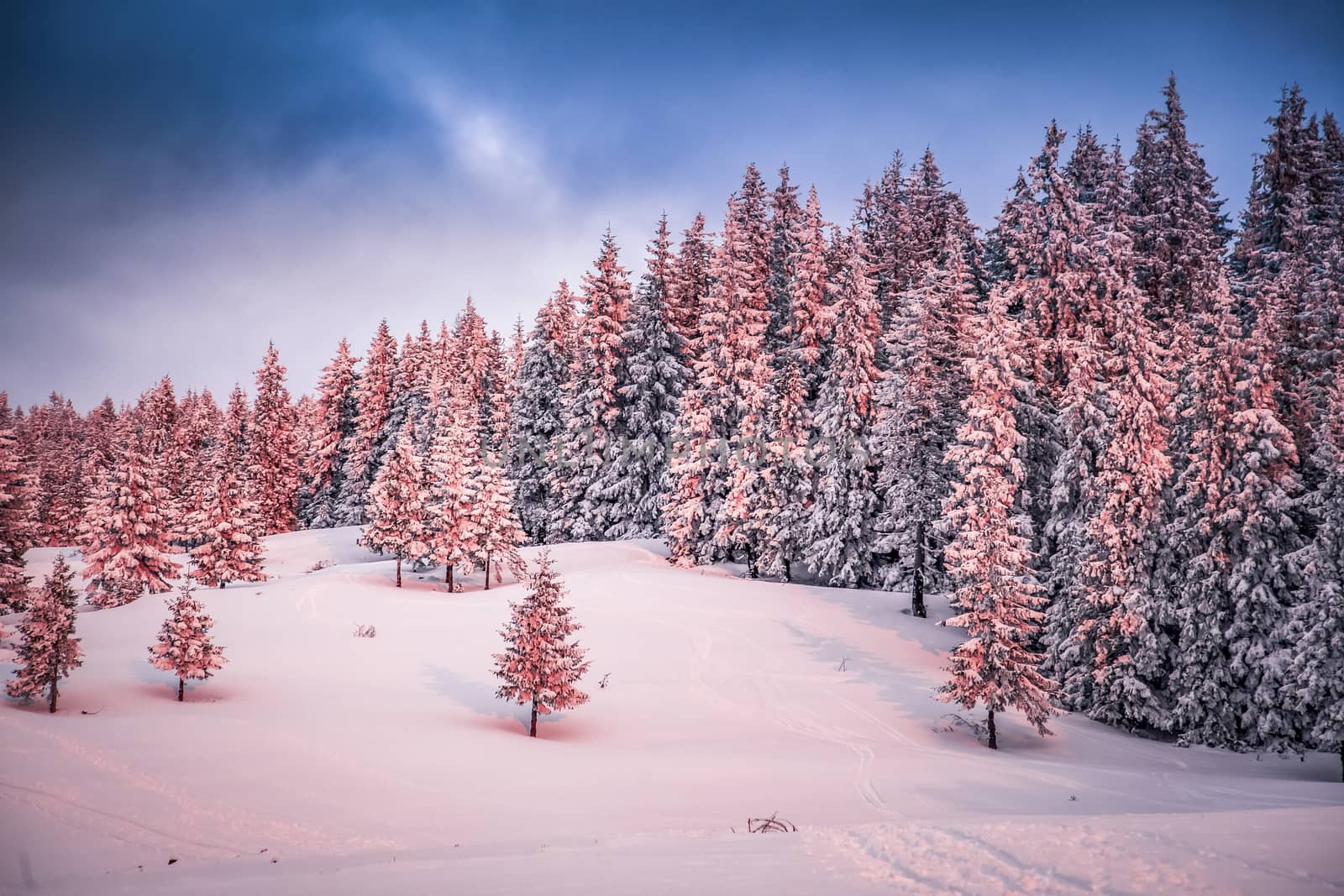 pink winter sunrise of snow covered firs - beautiful moutain lan by melis